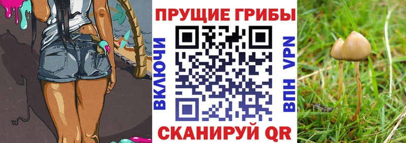 Псилоцибиновые грибы мицелий Ахтубинск